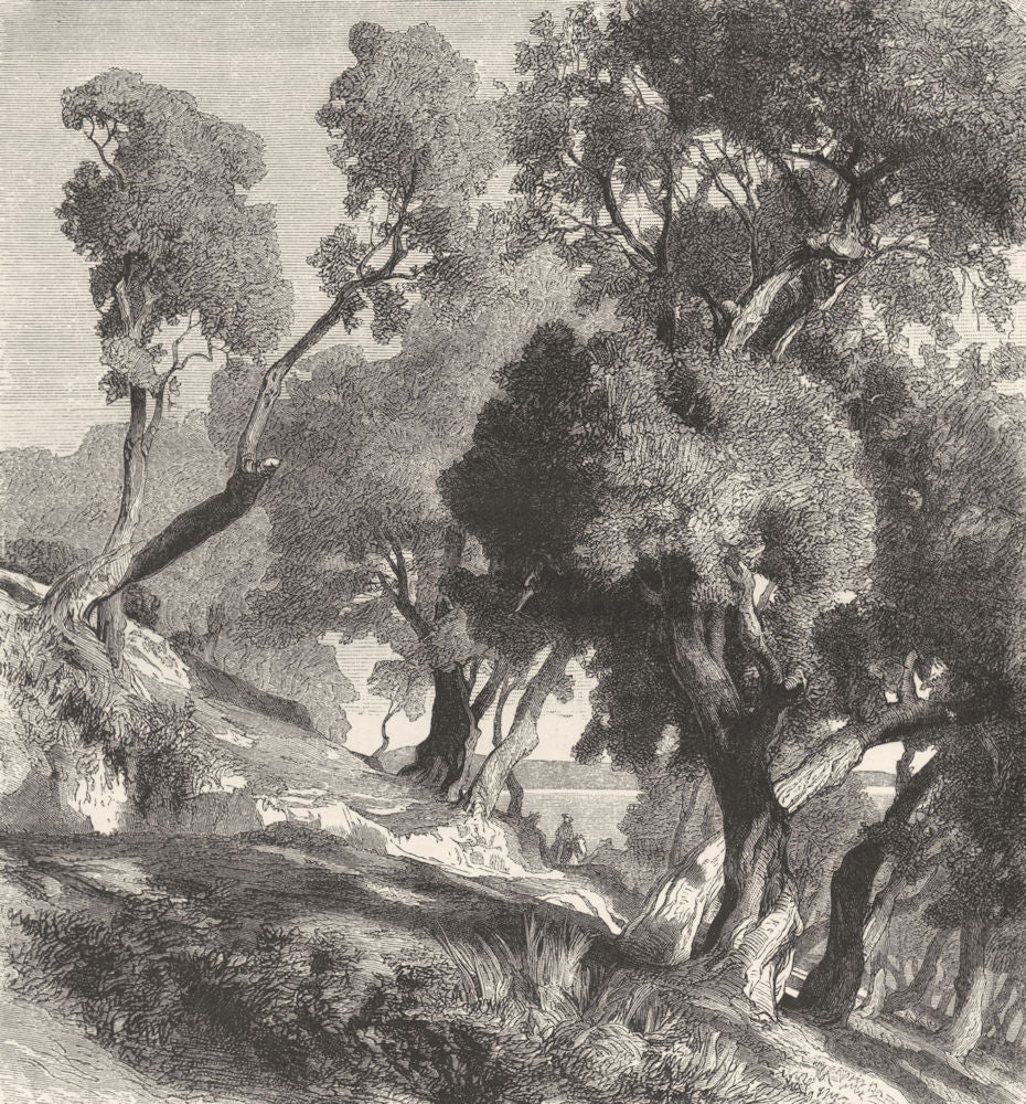 ITALY. Evergreen Oaks, near Sciacca 1877 old antique vintage print picture